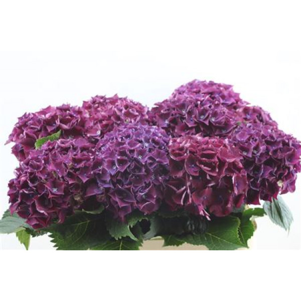 Hydrangea M Amour Purple 80cm 80cm A1