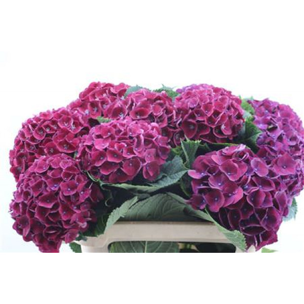 Hydrangea M Amour Purple 80cm 75cm A1