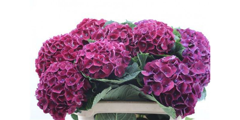 Hydrangea M Amour Purple 80cm 75cm A1