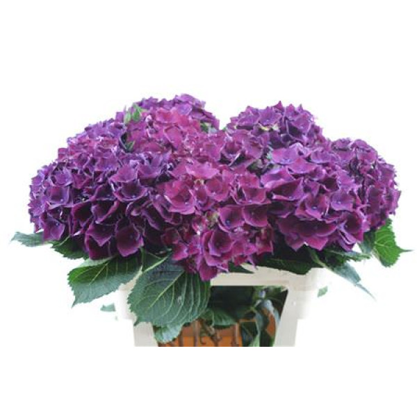 Hydrangea M Mon Amour Paars 80-21 80 cm  A1