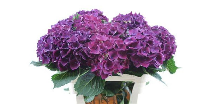 Hydrangea M Mon Amour Paars 80-21 80 cm  A1