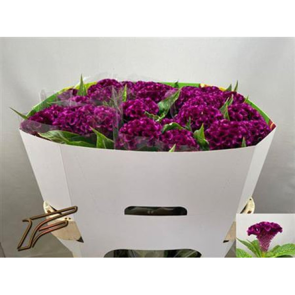 Celosia C Mystic 70 cm A1