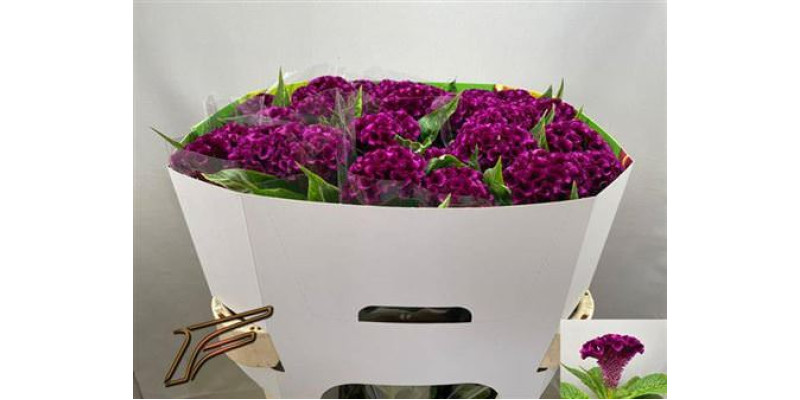 Celosia C Mystic 70 cm A1