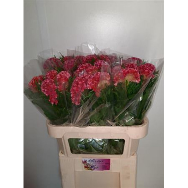 Celosia C Coral Diamond 75cm A1