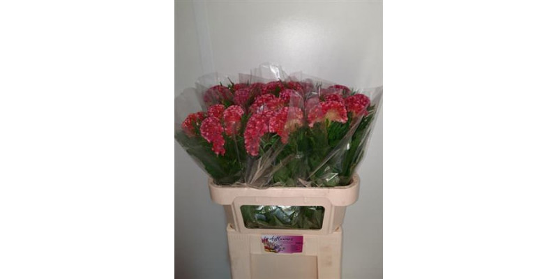 Celosia C Coral Diamond 75cm A1