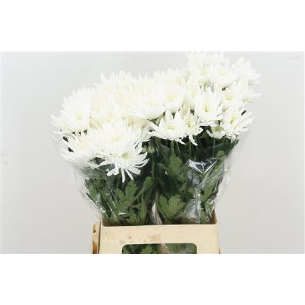 Chrysanthemums T Topspin New 70cm A1 Col-White