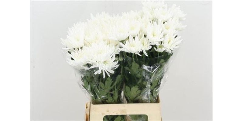 Chrysanthemums T Topspin New 70cm A1 Col-White