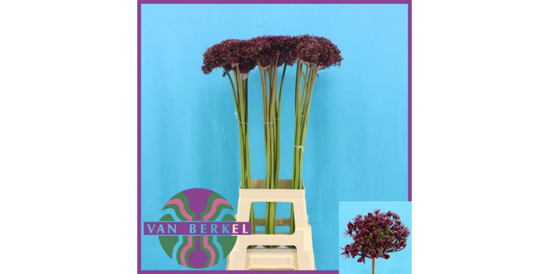 Allium Cherry 80cm A1