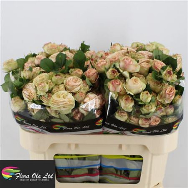 Rose Tr Gentle Trendsetter 70cm A1 Col-Cream