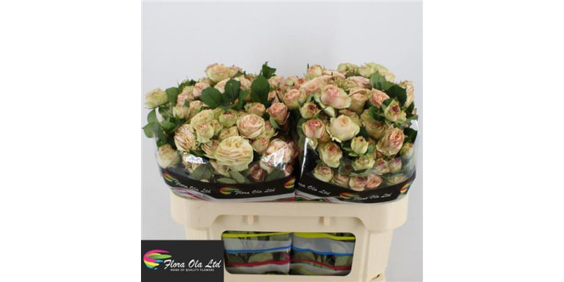 Rose Tr Gentle Trendsetter 70cm A1 Col-Cream