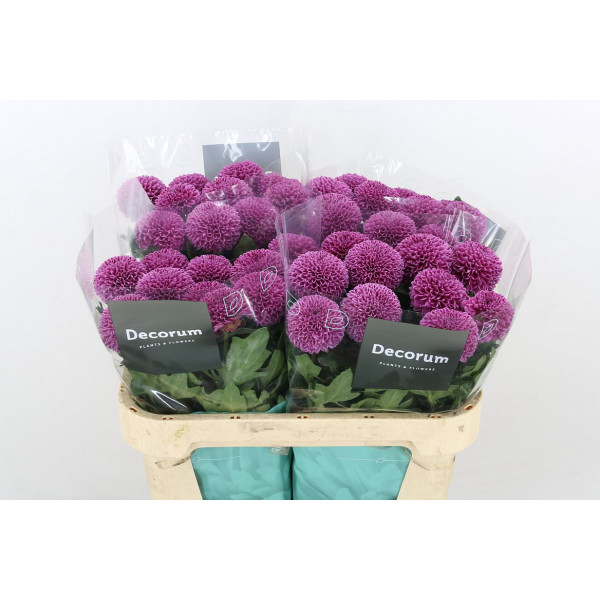 Chrysanthemums G Gustav 70cm A1 Col-Purple