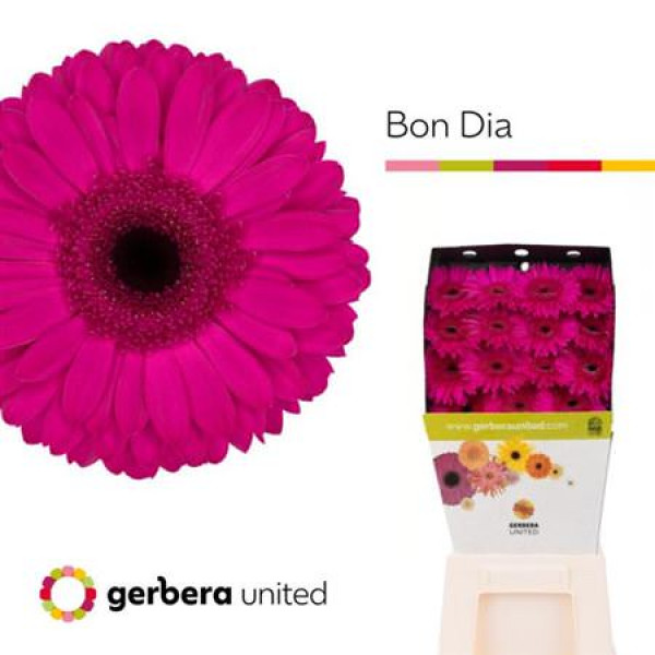 Gerbera Bon Dia 50cm A1