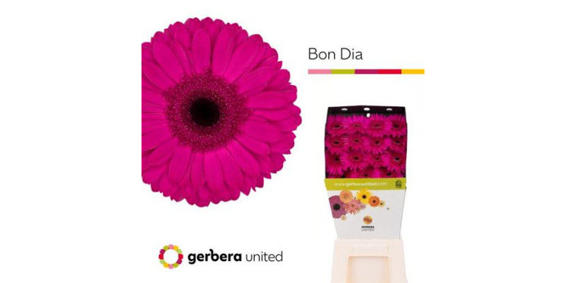 Gerbera Bon Dia 50cm A1