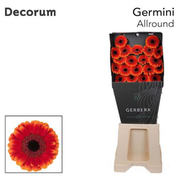 Germini Allround Diamond 47cm A1