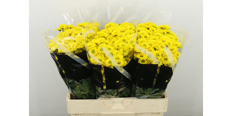Chrysanthemums S Overig Assortie 55 cm A1