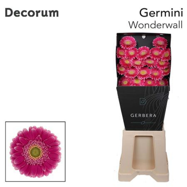 Germini Wonderwall Diamond 47cm A1