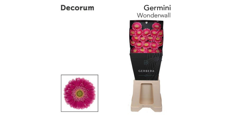 Germini Wonderwall Diamond 47cm A1