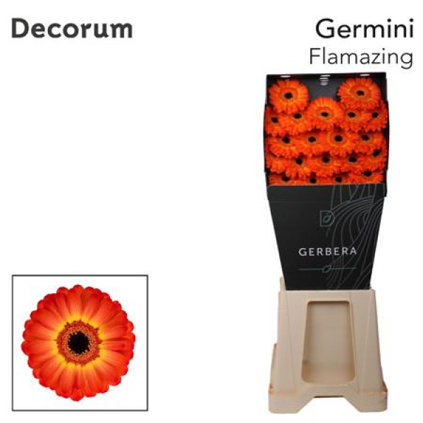 Germini Flamazing Diamond 47cm A1