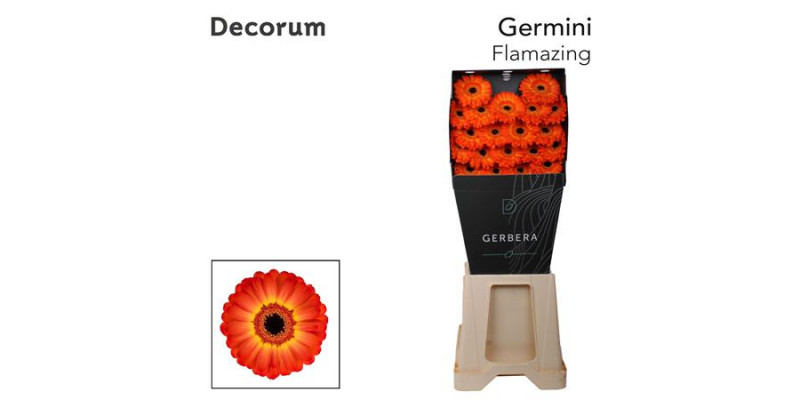 Germini Flamazing Diamond 47cm A1