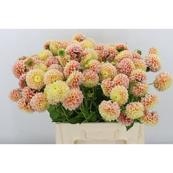 Dahlia Sweet Suzanne 55cm A1