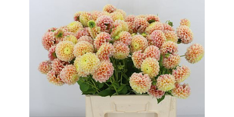 Dahlia Sweet Suzanne 55cm A1