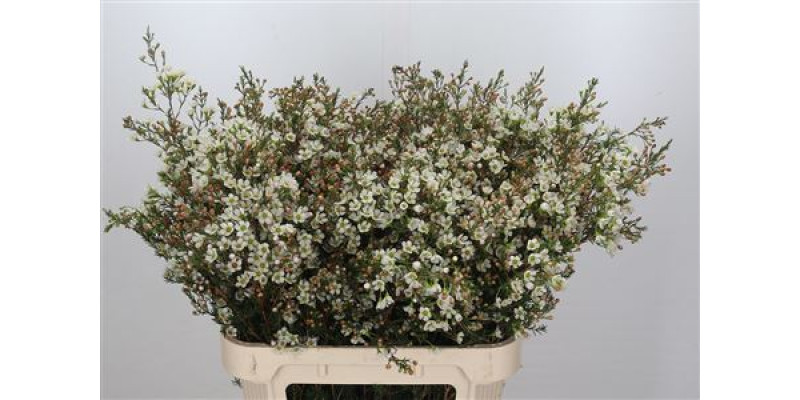 Chamelaucium Sexy Ice 80cm A1