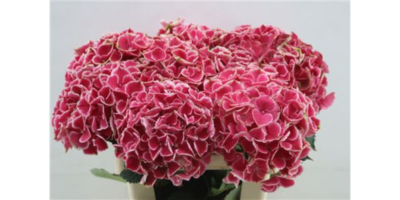 Hydrangea M My Rio 60cm 60cm A1