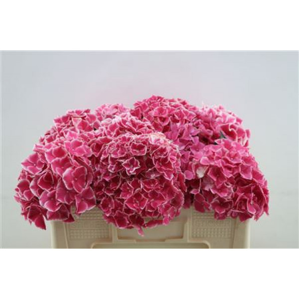 Hydrangea M My Rio 50cm 50cm A1