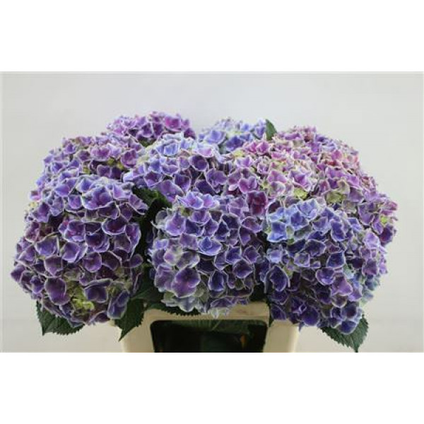 Hydrangea M My Rio Blue 60cm 60cm A1