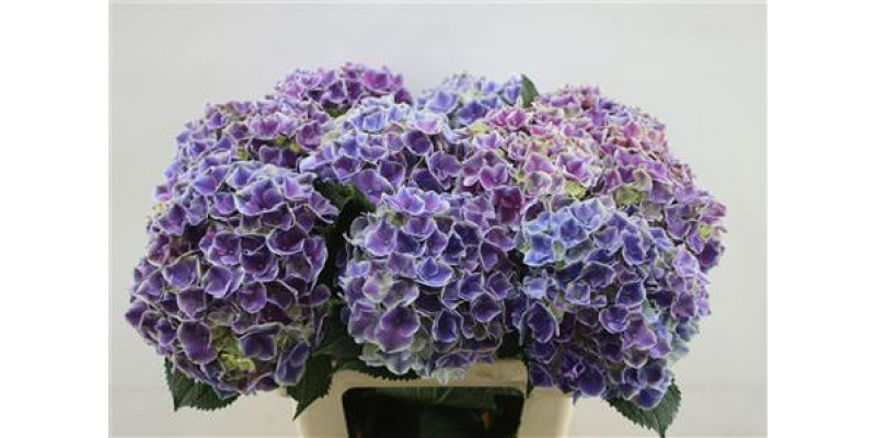 Hydrangea M My Rio Blue 60cm 60cm A1