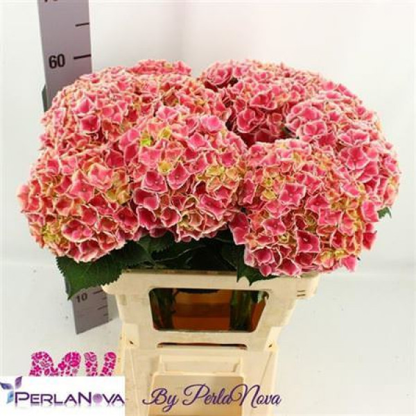 Hydrangea M My Rio Pink 60cm 60cm A1