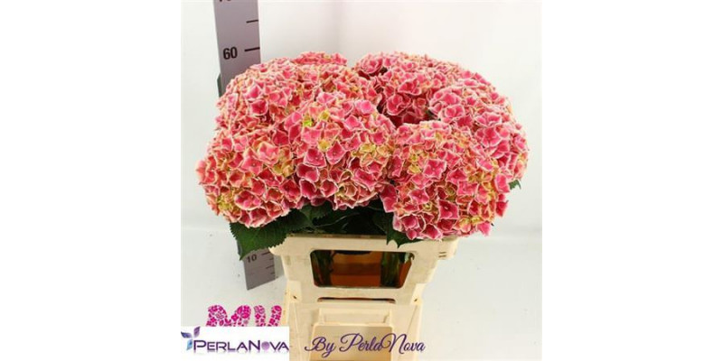 Hydrangea M My Rio Pink 60cm 60cm A1