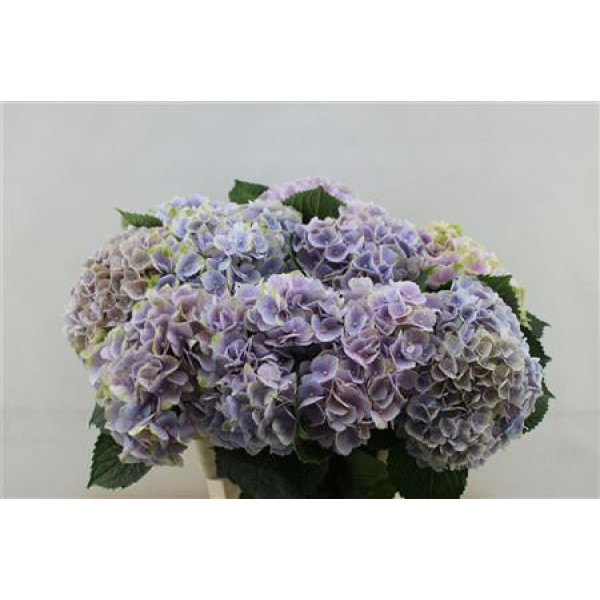 Hydrangea M Pink Clo Bl  60cm A1