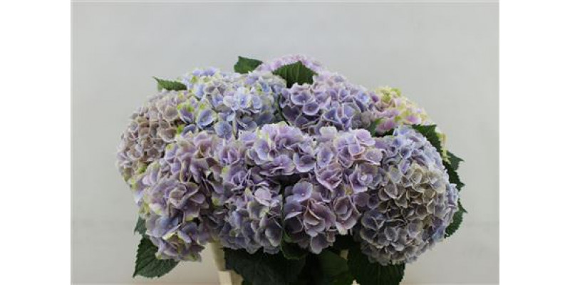 Hydrangea M Pink Clo Bl  60cm A1