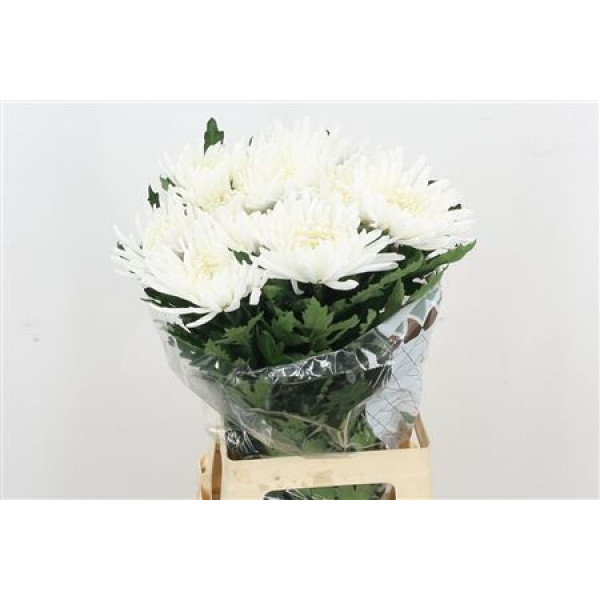 Chrysanthemums G Topspin 70cm A1 Col-White