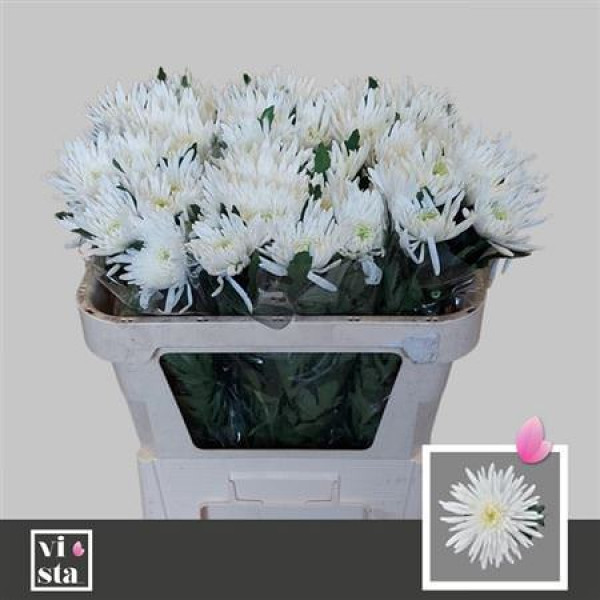 Chrysanthemums G Topspin 65cm A1