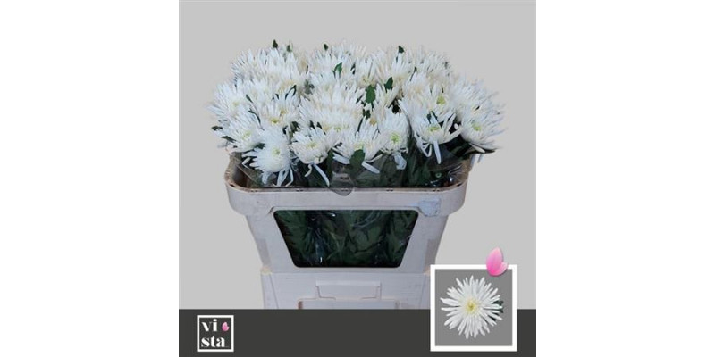 Chrysanthemums G Topspin 65cm A1