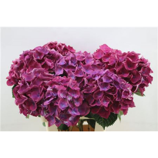 Hydrangea M Roy Opera 65cm 65cm A1