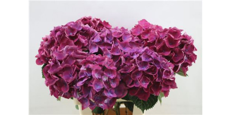 Hydrangea M Roy Opera 65cm 65cm A1