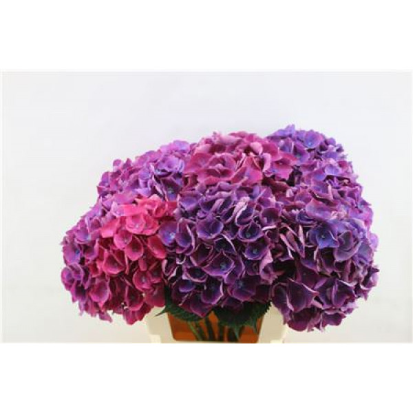 Hydrangea M Roy Opera 60cm 60cm A1