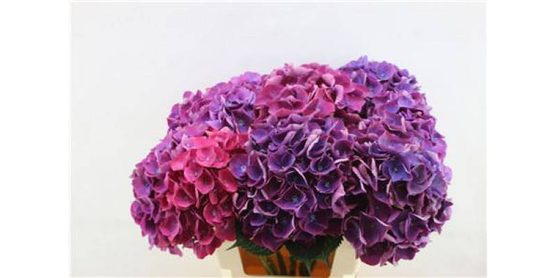 Hydrangea M Roy Opera 60cm 60cm A1