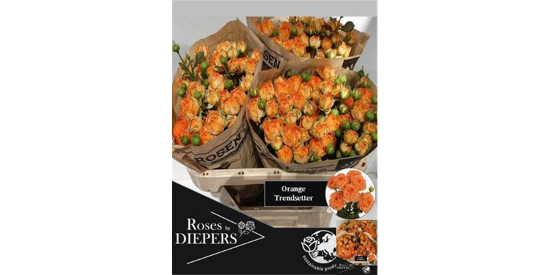 Rose Tr Orange Trendsetter 70 cm A1