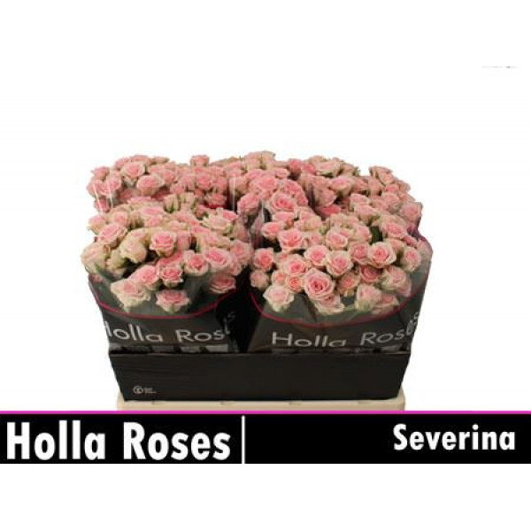 Rose Tr Severina 60cm A1