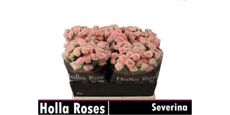 Rose Tr Severina 60cm A1