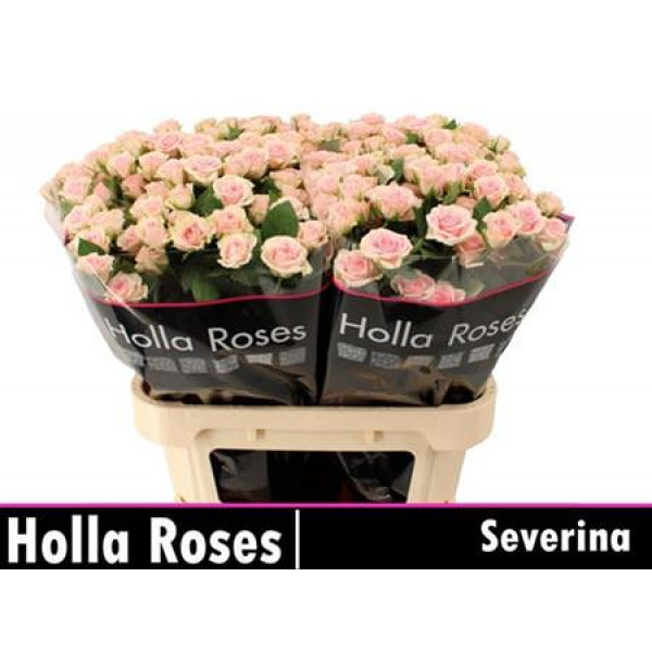 Rose Tr Severina 70cm A1