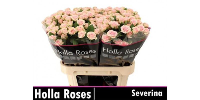 Rose Tr Severina 70cm A1