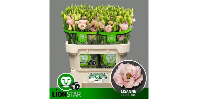 Lisianthus G Lisanne L Pink 72cm A1 Col-Pink