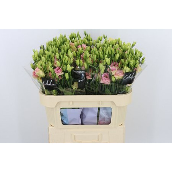 Lisianthus G Rosi Champagne 72cm A1 Col-Peach