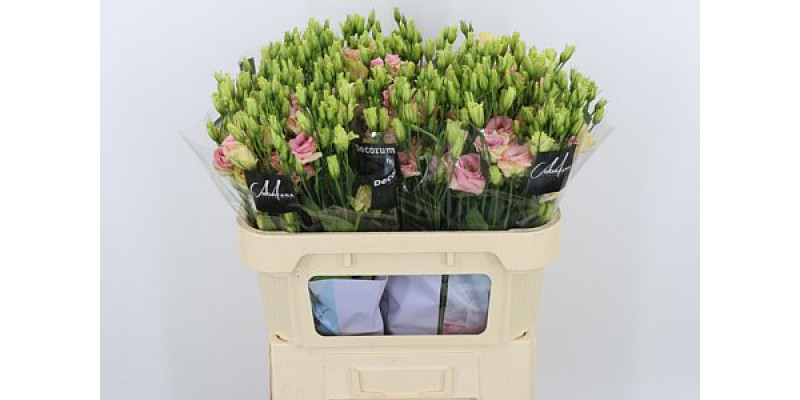Lisianthus G Rosi Champagne 72cm A1 Col-Peach