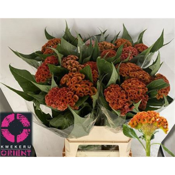 Celosia C Sunshi Reggae 90cm A1